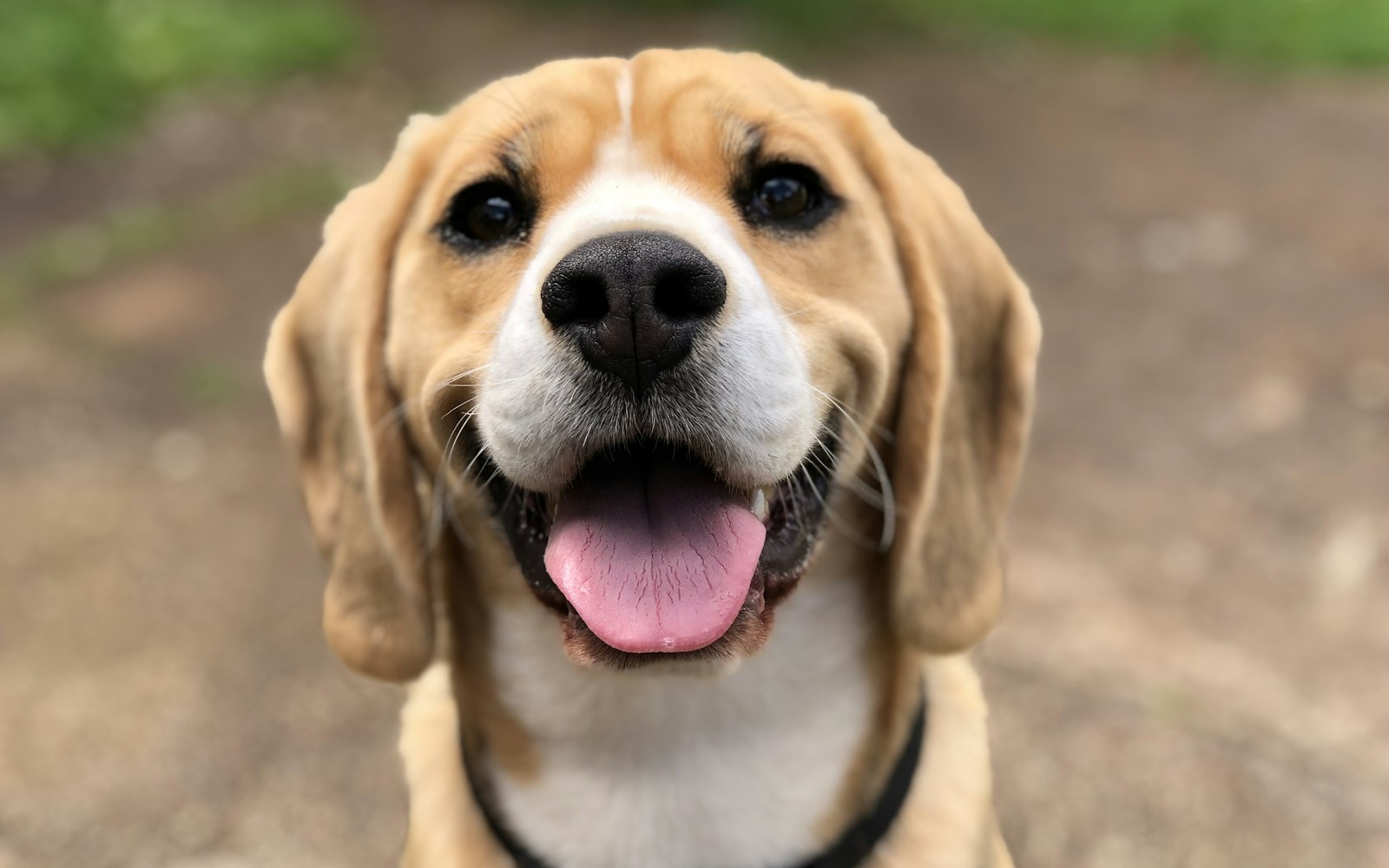 Pet care on the Gold Coast — PetHero