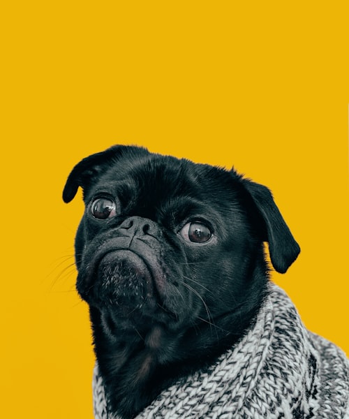 Puppy social club